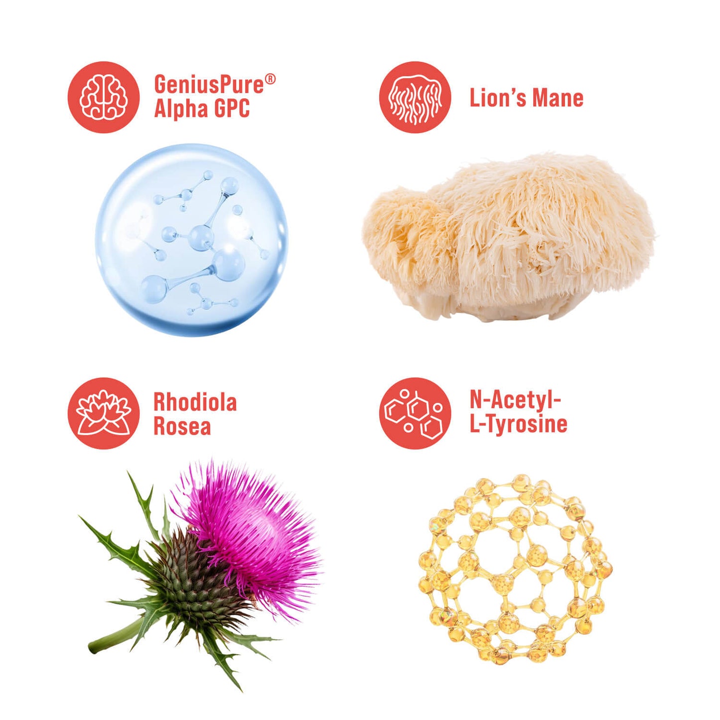 Manaplus | Superfocus Nootropic Drink