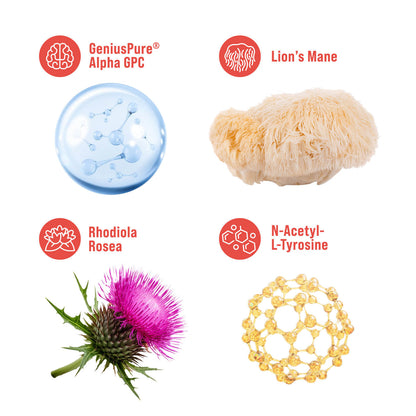 Manaplus | Superfocus Nootropic Drink